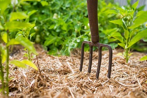 Semis de légumes et travaux à faire au jardin en août